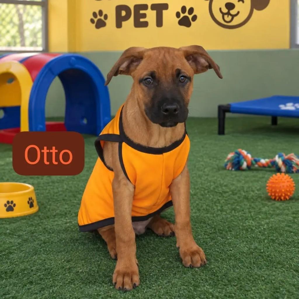 Caramelinhos, cachorro de porte pequeno para adoção em São José dos Campos - SP — foto 2 de 4