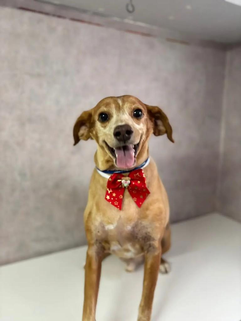 Kikito, cachorro de porte médio para adoção em São José dos Campos - SP