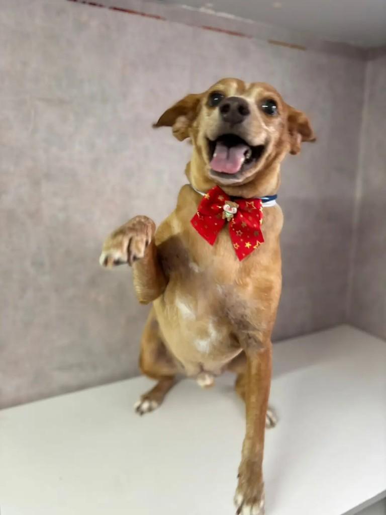 Kikito, cachorro de porte médio para adoção em São José dos Campos - SP — foto 2 de 4