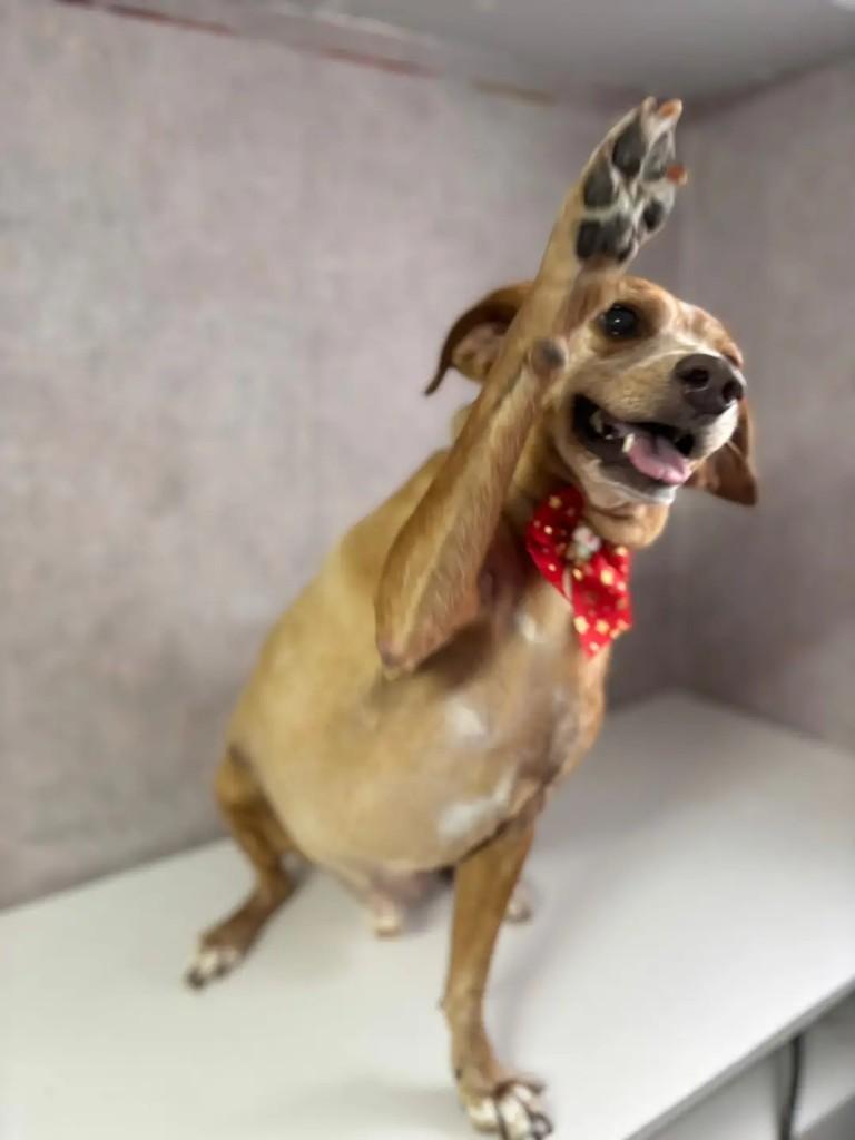 Kikito, cachorro de porte médio para adoção em São José dos Campos - SP — foto 3 de 4
