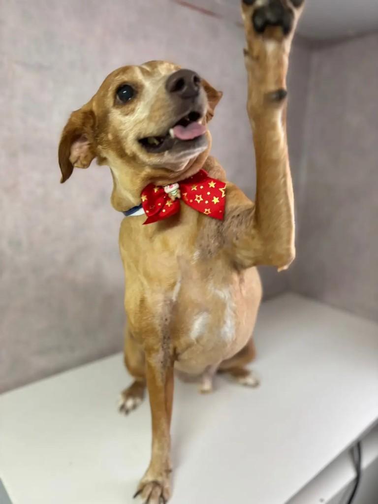 Kikito, cachorro de porte médio para adoção em São José dos Campos - SP — foto 4 de 4