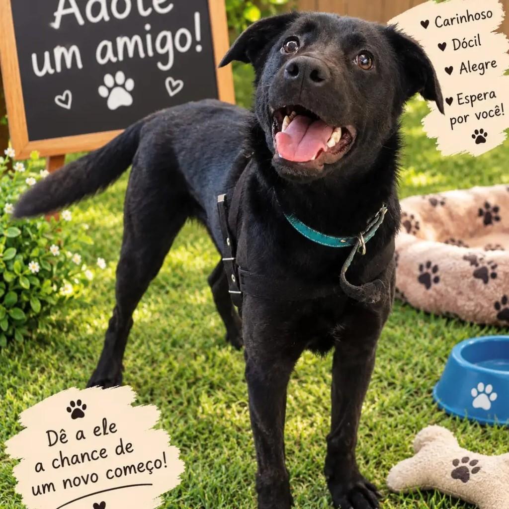 Nino, cachorro de porte médio para adoção em São José dos Campos - SP