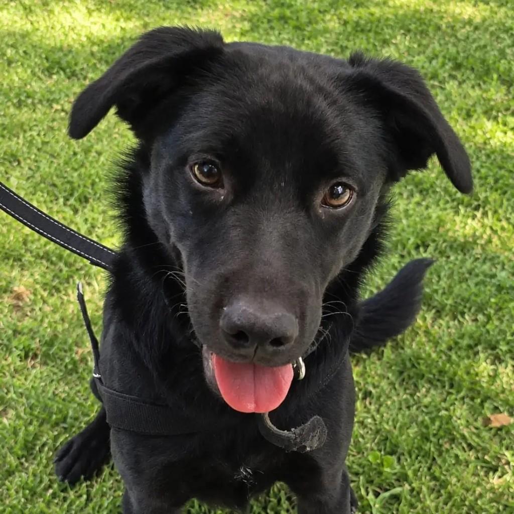 Nino, cachorro de porte médio para adoção em São José dos Campos - SP — foto 3 de 4