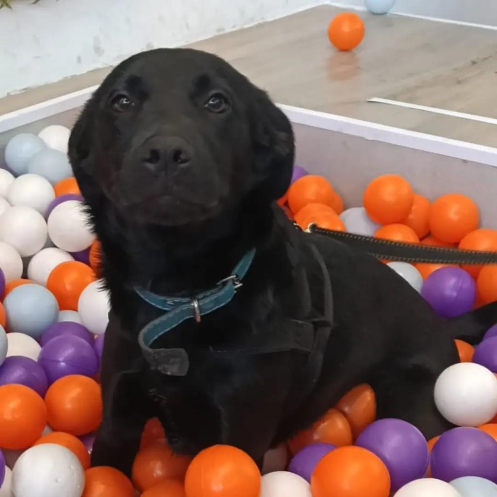 Nino, cachorro de porte médio para adoção em São José dos Campos - SP — foto 4 de 4