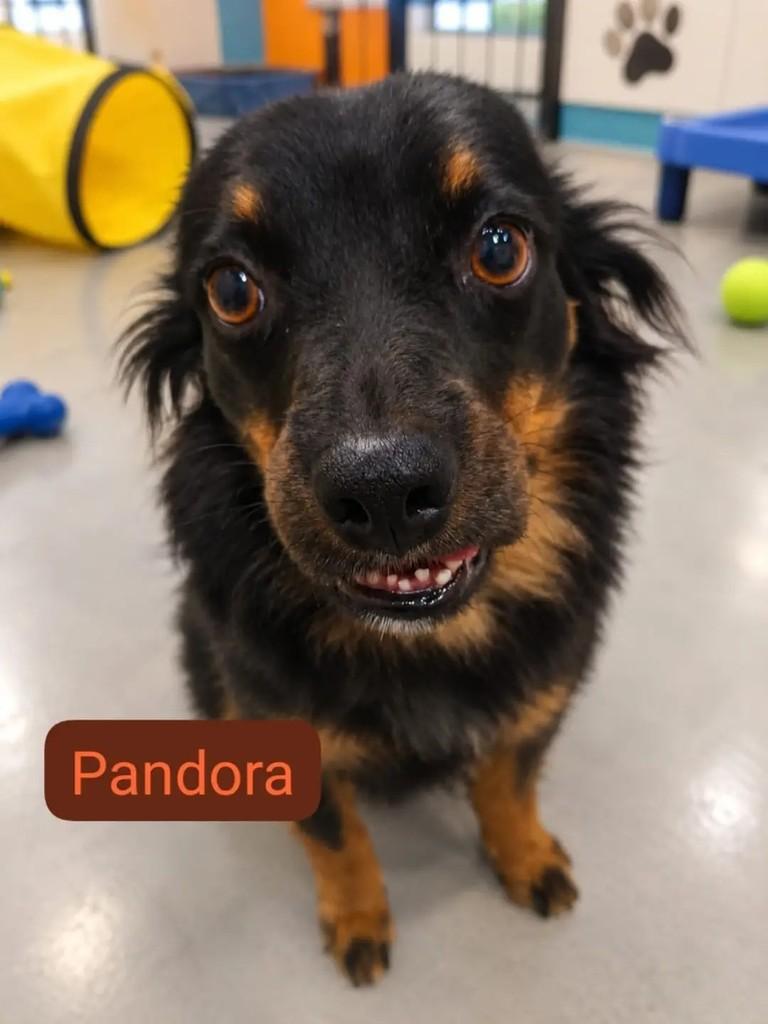 Pandora, cadela de porte pequeno para adoção em São José dos Campos - SP