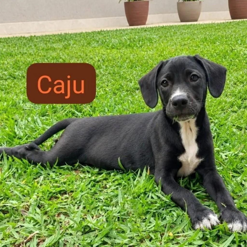 Caju, cachorro de porte pequeno para adoção em São José dos Campos - SP