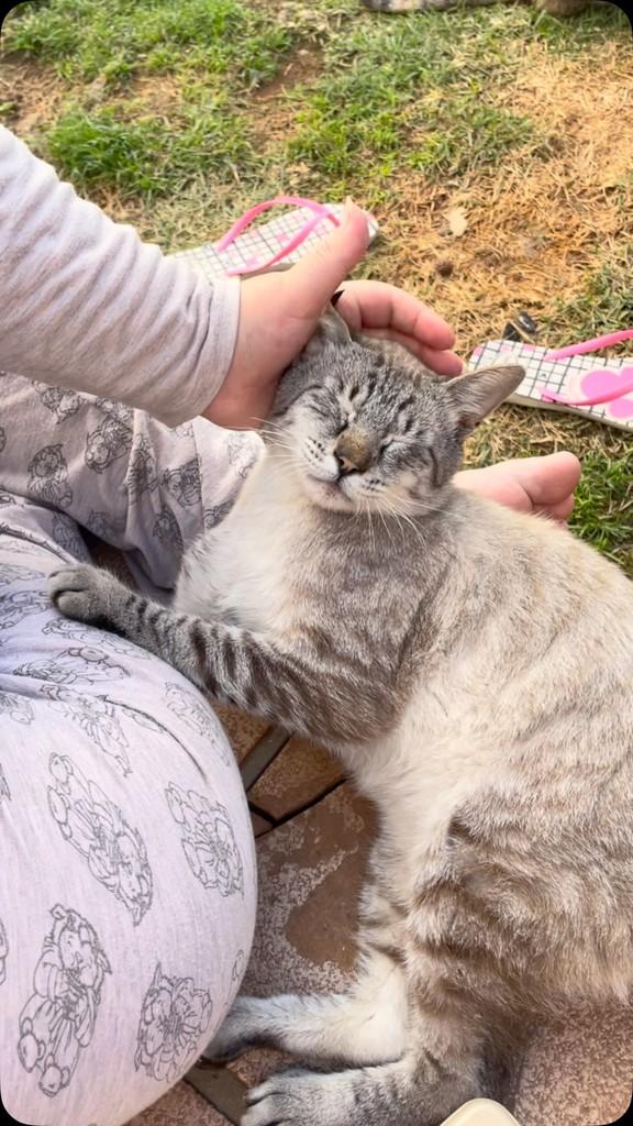 Vitório, gato de porte médio para adoção em Herval d'Oeste - SC