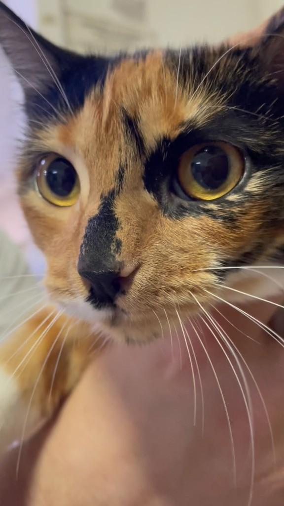 Isis, gata de porte pequeno para adoção em Herval d'Oeste - SC