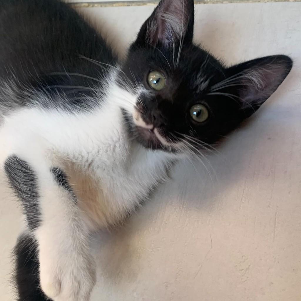 Theodoro💙, gato para adoção em São Paulo - SP