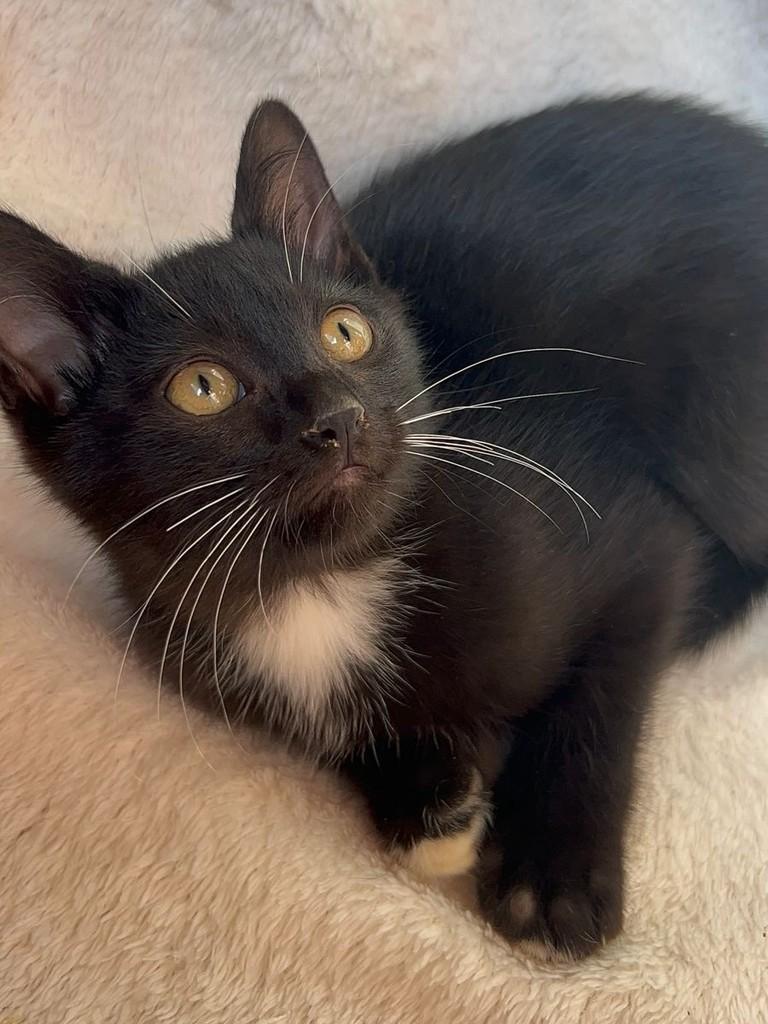 Celeste, gata de porte pequeno para adoção em São Paulo - SP