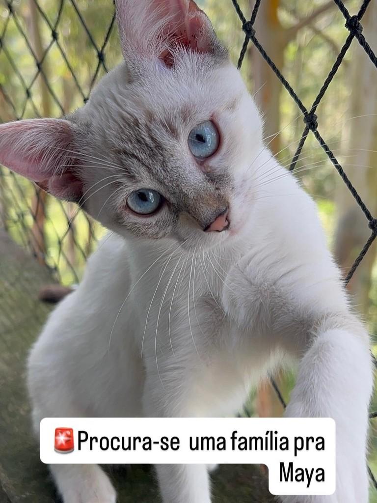 Maya, gata de porte médio para adoção em São Paulo - SP