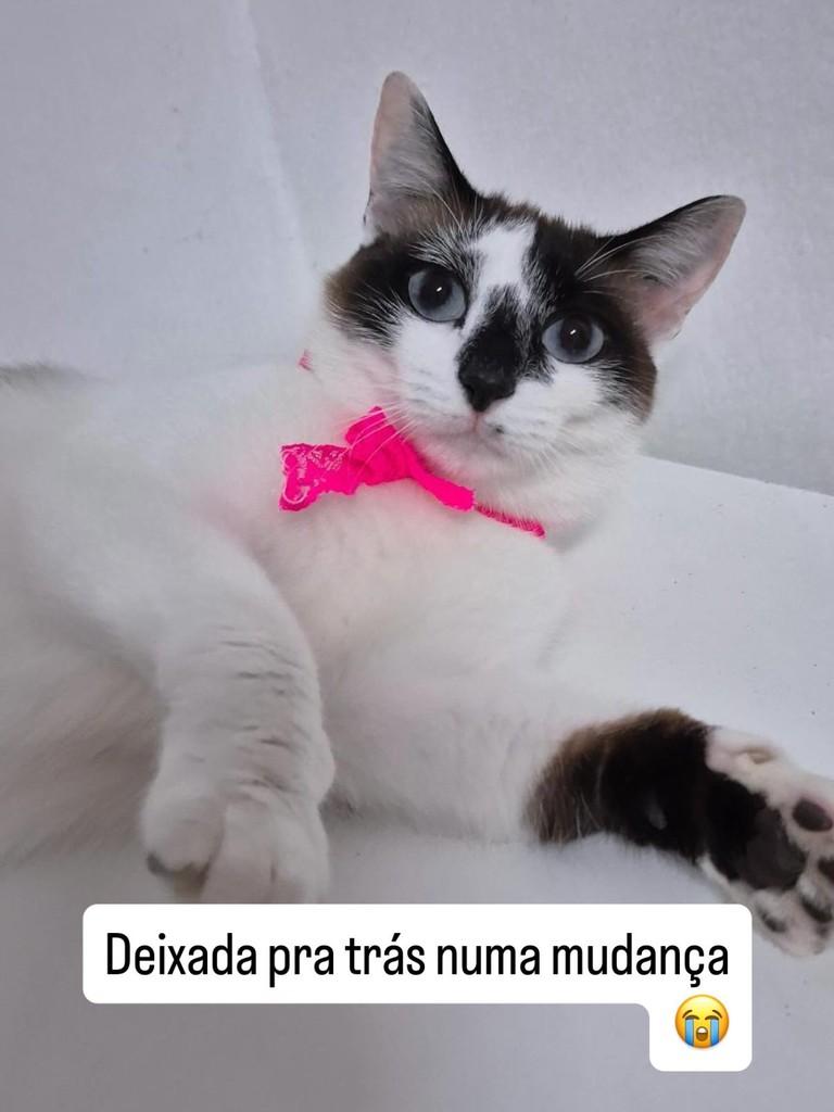 Molly, gato para adoção em São Paulo - SP