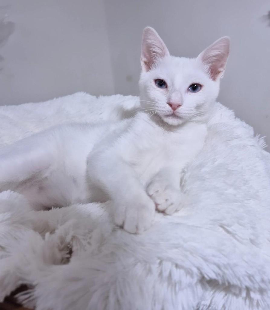 Antony, gato de porte pequeno para adoção em São Paulo - SP