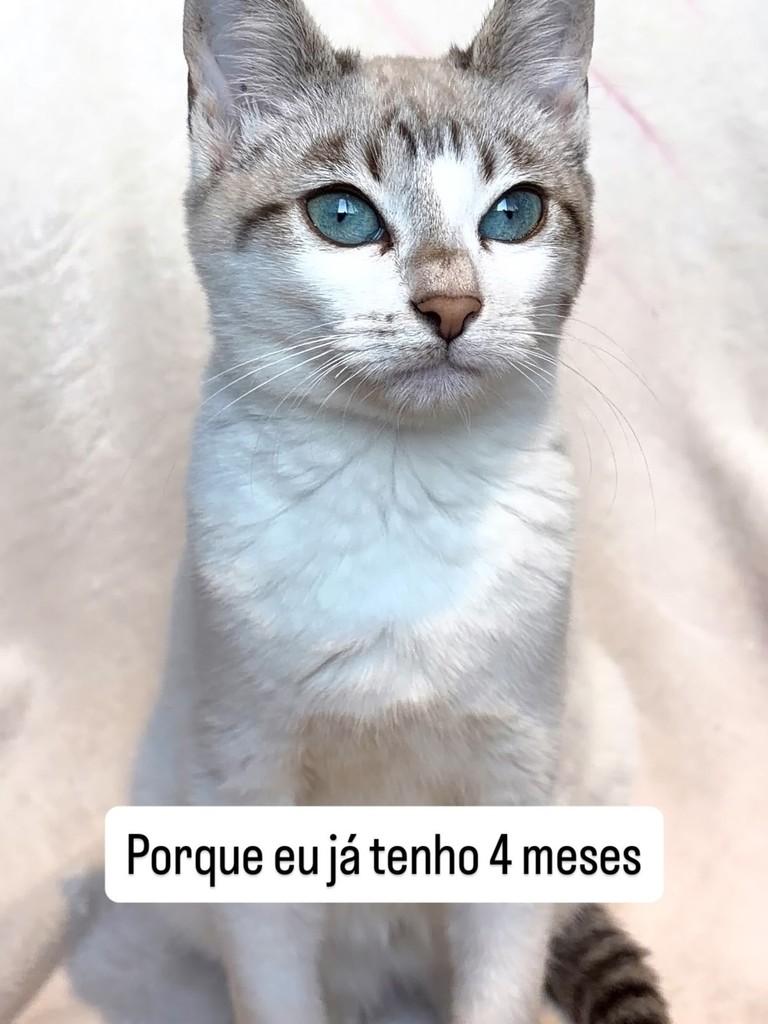 Daniel, gato para adoção em São Paulo - SP