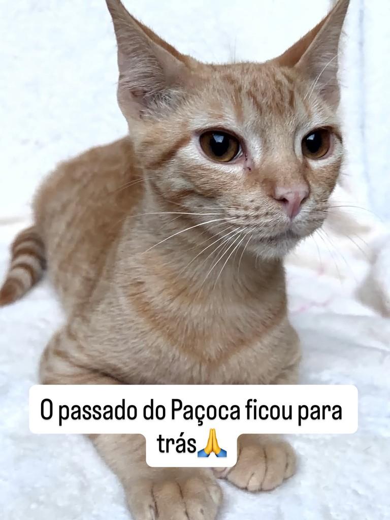 Paçoca, gato de porte pequeno para adoção em São Paulo - SP