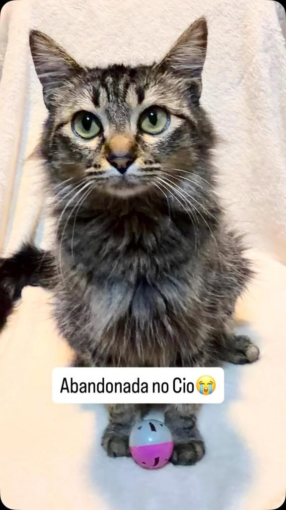 Lara, gata de porte médio para adoção em São Paulo - SP