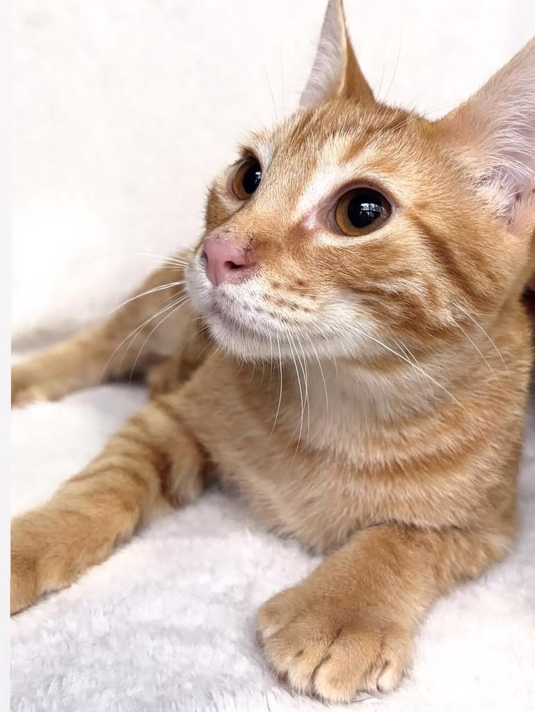 Pudim, gato de porte pequeno para adoção em São Paulo - SP