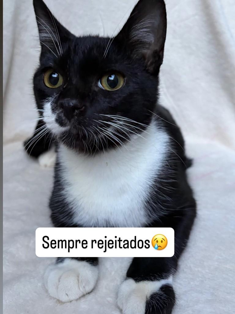 Tobias, gato de porte pequeno para adoção em São Paulo - SP