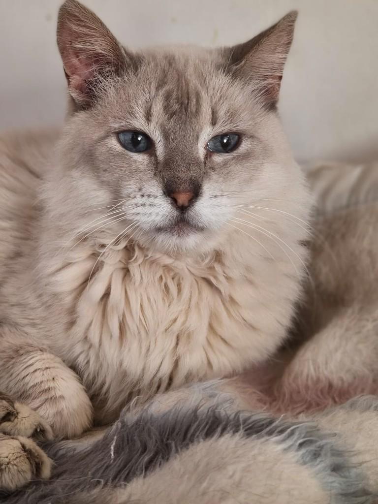 Cloe, gata de porte pequeno para adoção em São Paulo - SP