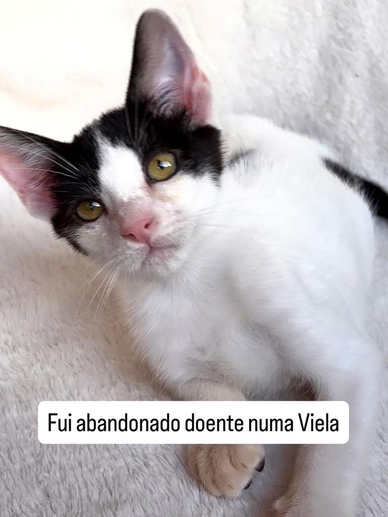 Tico, gato de porte pequeno para adoção em São Paulo - SP