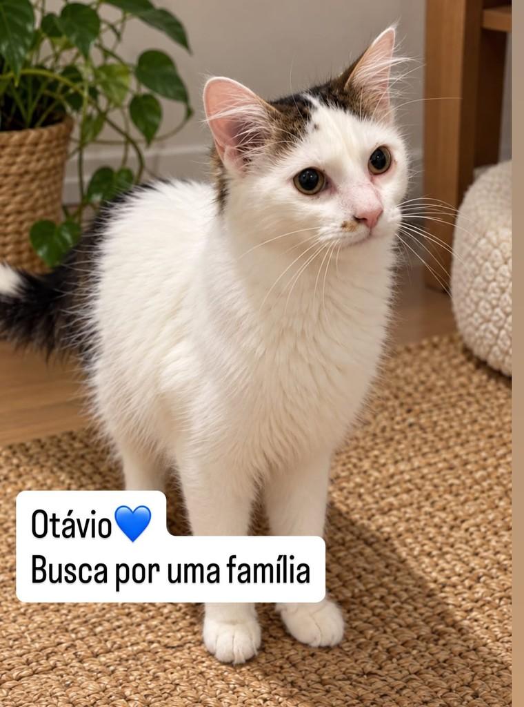 Otávio, gato para adoção em São Paulo - SP