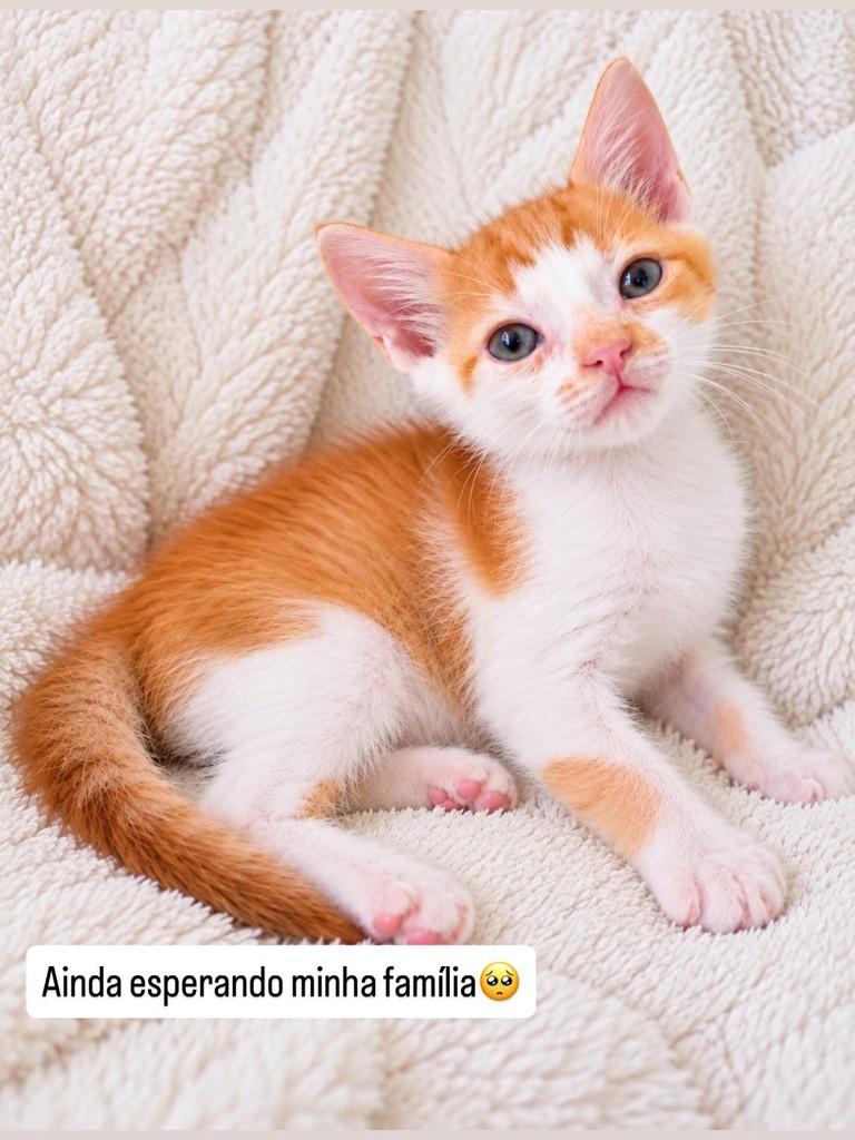 Apólo, gato de porte pequeno para adoção em São Paulo - SP