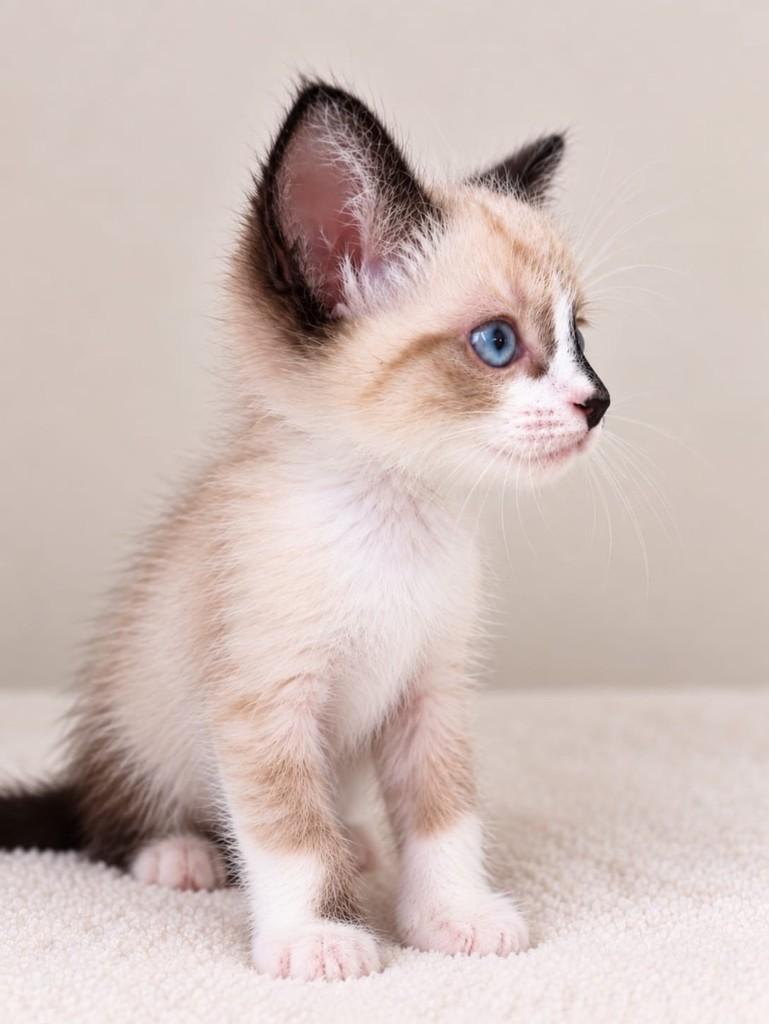 Luna, gato de porte pequeno para adoção em São Paulo - SP — foto 2 de 2