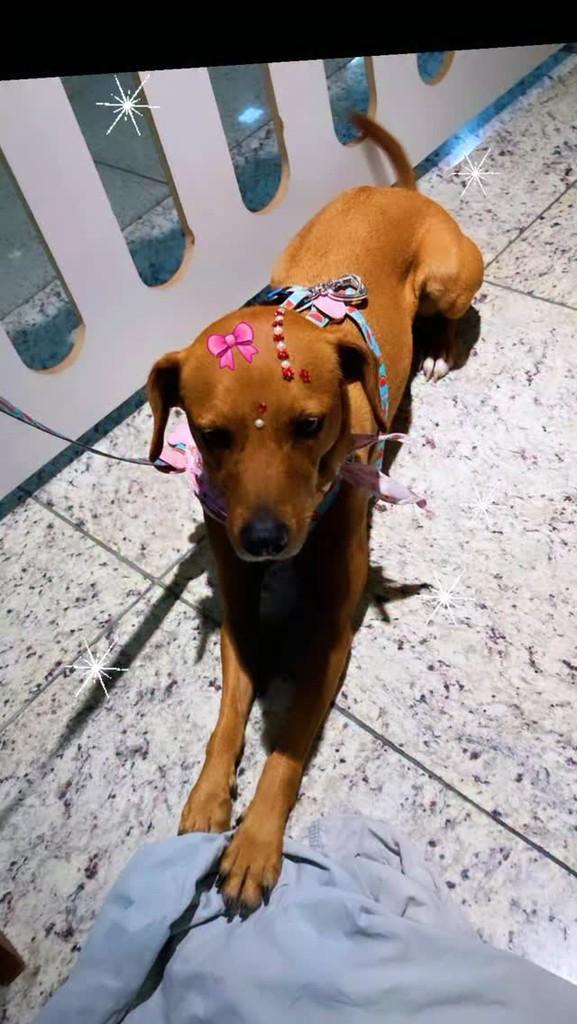 Brisa, cadela de porte pequeno para adoção em Florianópolis - SC