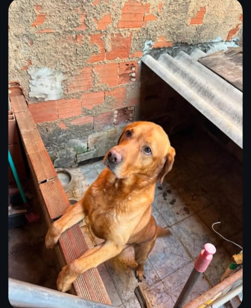 Chico, cachorro de porte médio para adoção em Brasília - DF