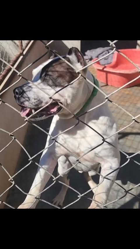 Zeus, cachorro de porte grande para adoção em Brasília - DF