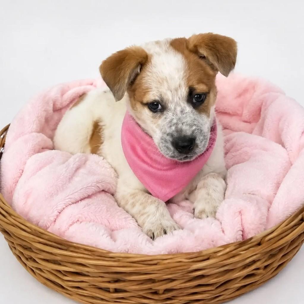 Malu, cachorro de porte pequeno para adoção em São Paulo - SP