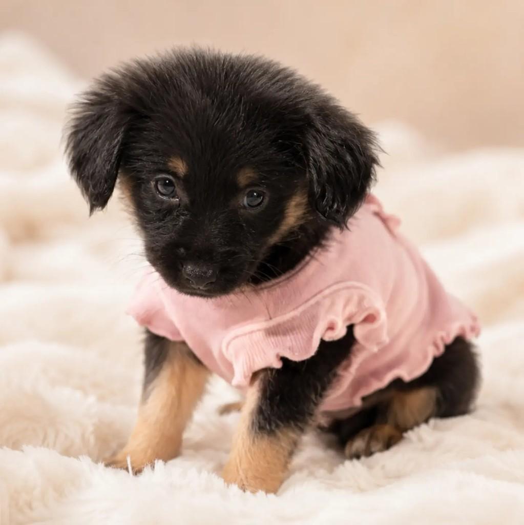Helena, cachorro de porte médio para adoção em São Paulo - SP