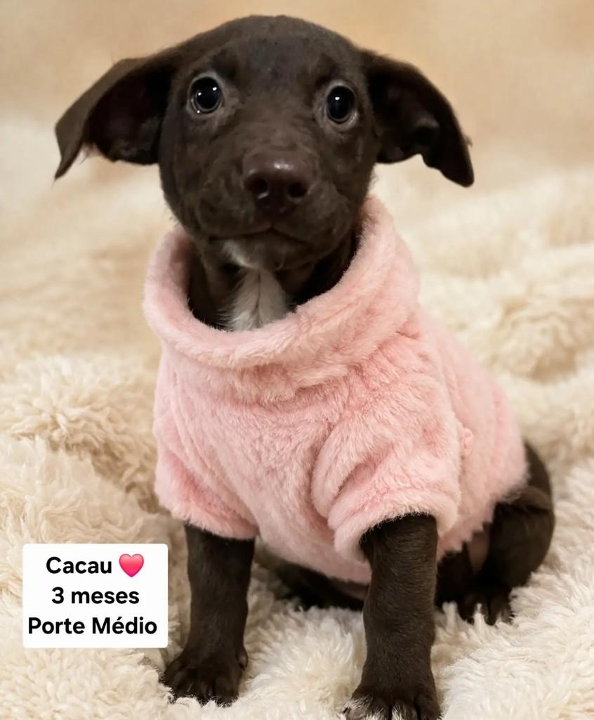 Cacau, cachorro de porte médio para adoção em São Paulo - SP