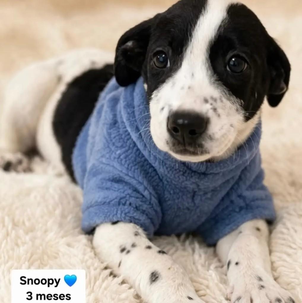 Snoopy, cachorro de porte médio para adoção em São Paulo - SP