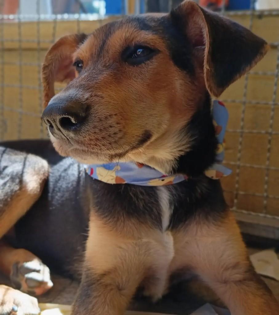 Branquinho, cachorro de porte médio para adoção em São Paulo - SP
