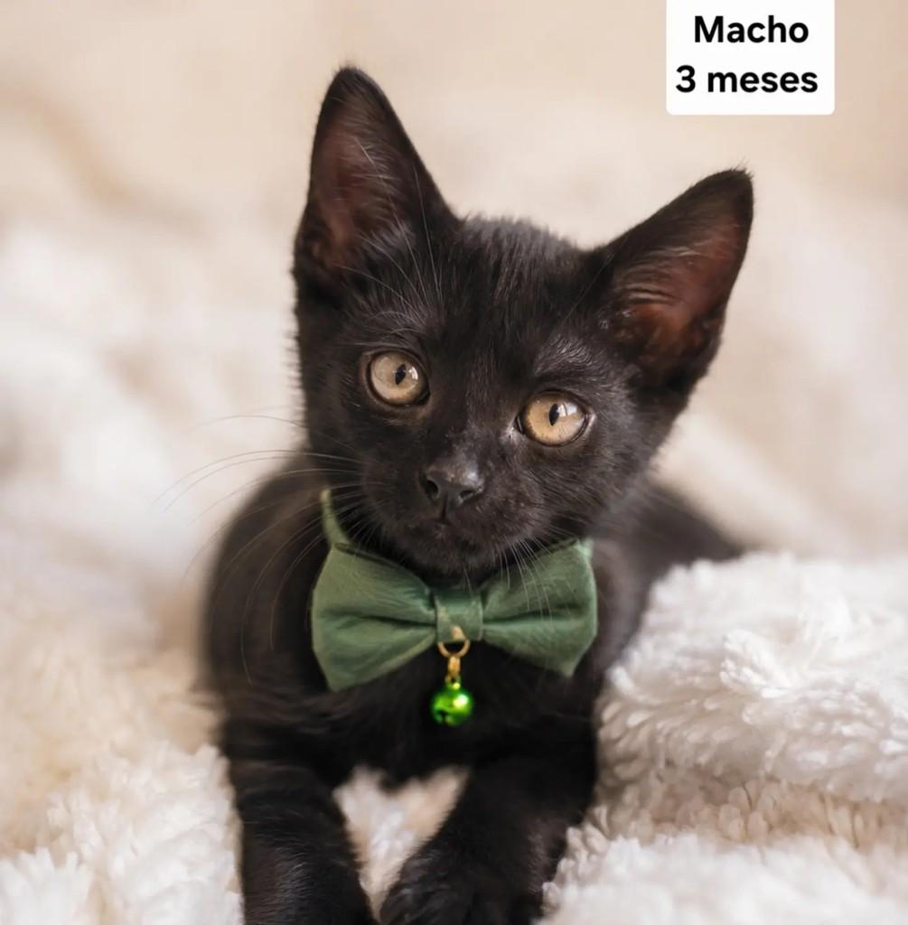 Miau, gato de porte pequeno para adoção em São Paulo - SP