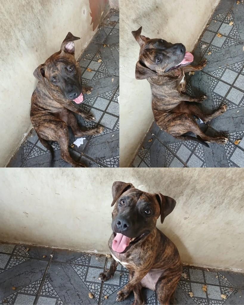 Rajada, cadela de porte pequeno para adoção em Fortaleza - CE