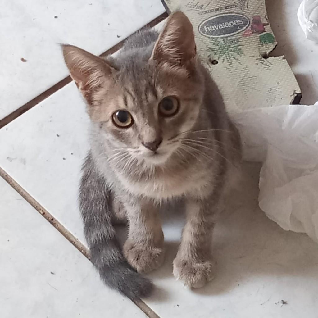 Narutinho, gato de porte pequeno para adoção em Fortaleza - CE
