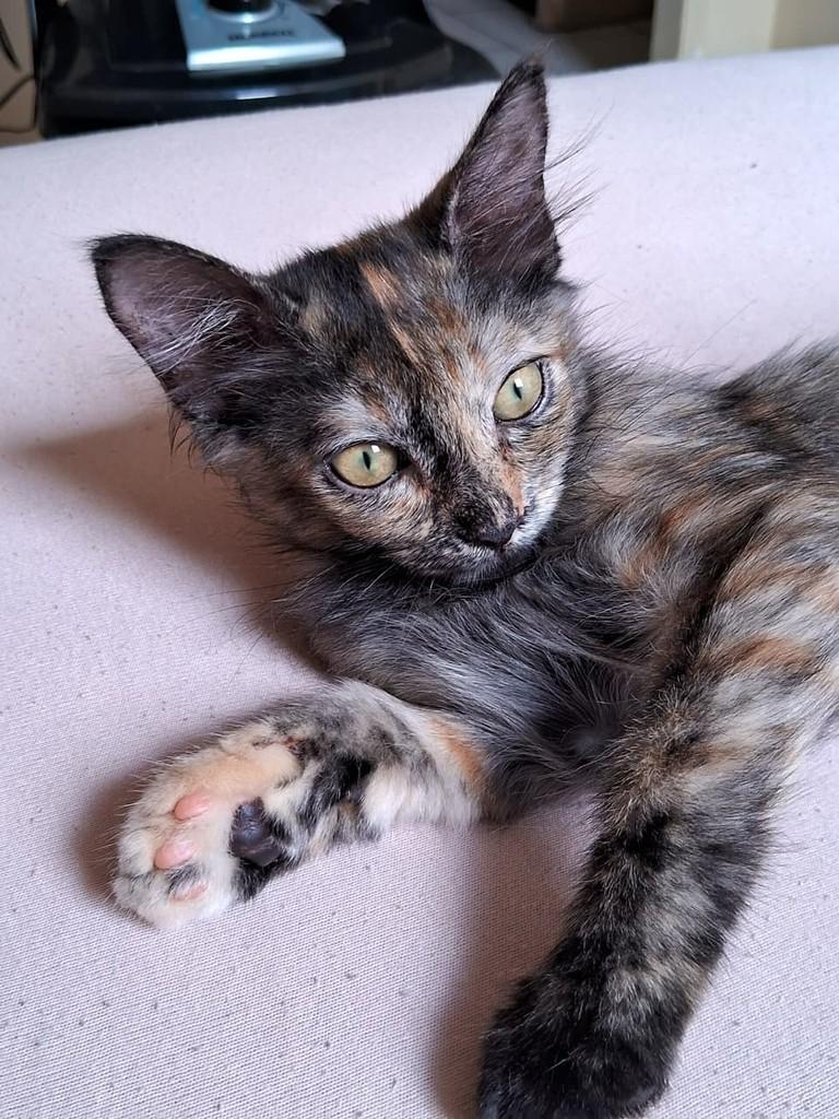 Mia, gata de porte pequeno para adoção em Fortaleza - CE