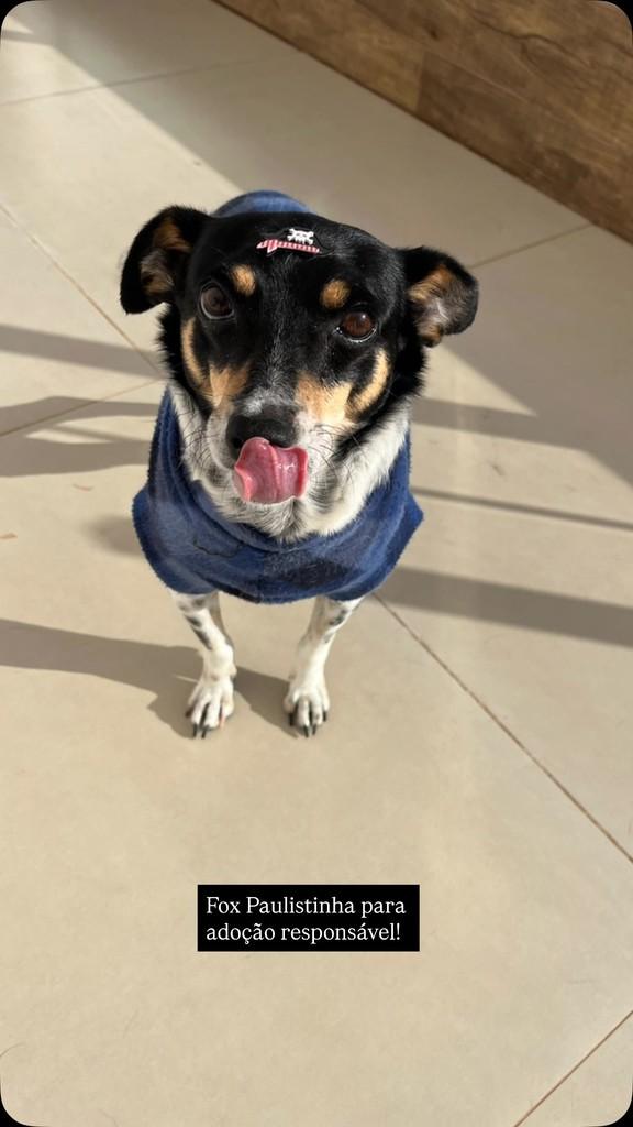 Fox Paulistinha, cachorro de porte pequeno para adoção em Passo Fundo - RS