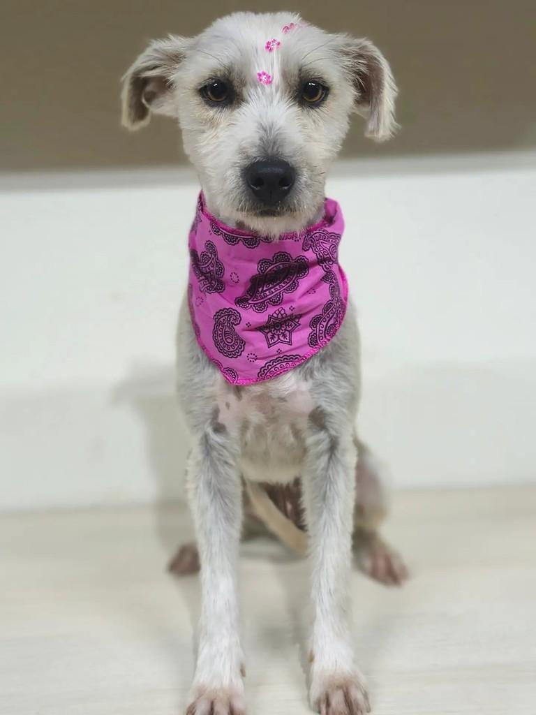Bianca, cadela de porte médio para adoção em Passo Fundo - RS