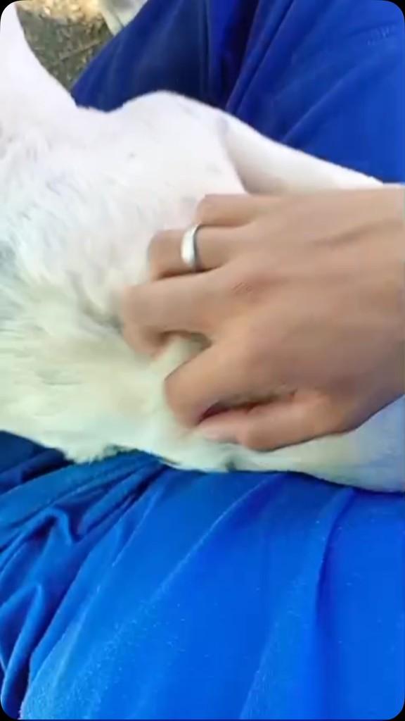 Princesa, gata de porte médio para adoção em Passo Fundo - RS