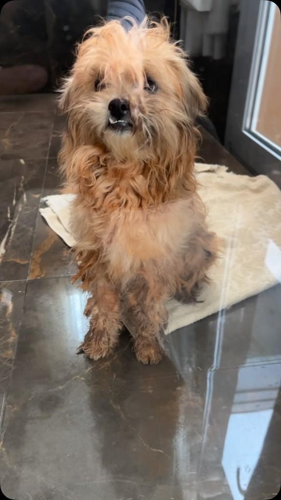 Kiko, cachorro de porte pequeno para adoção em Passo Fundo - RS