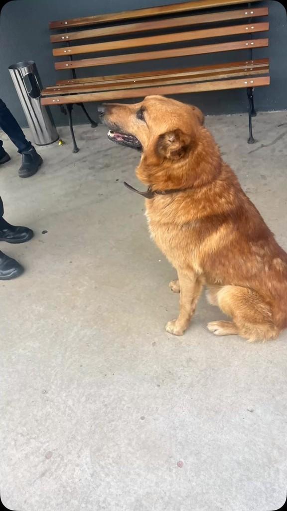 Bolt, cachorro de porte grande para adoção em Passo Fundo - RS
