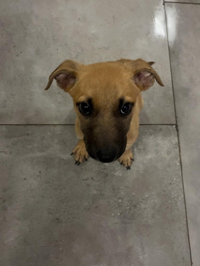 Ringo, cachorro de porte médio para adoção em Passo Fundo - RS