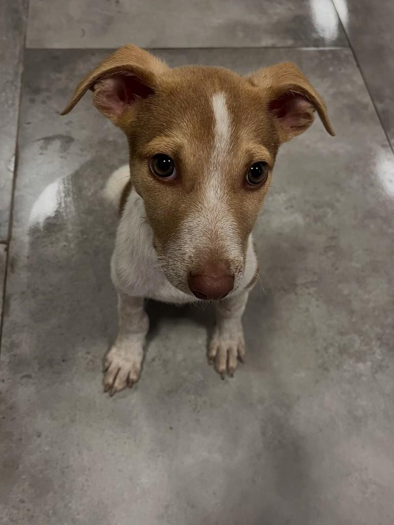 Átila, cachorro de porte médio para adoção em Passo Fundo - RS