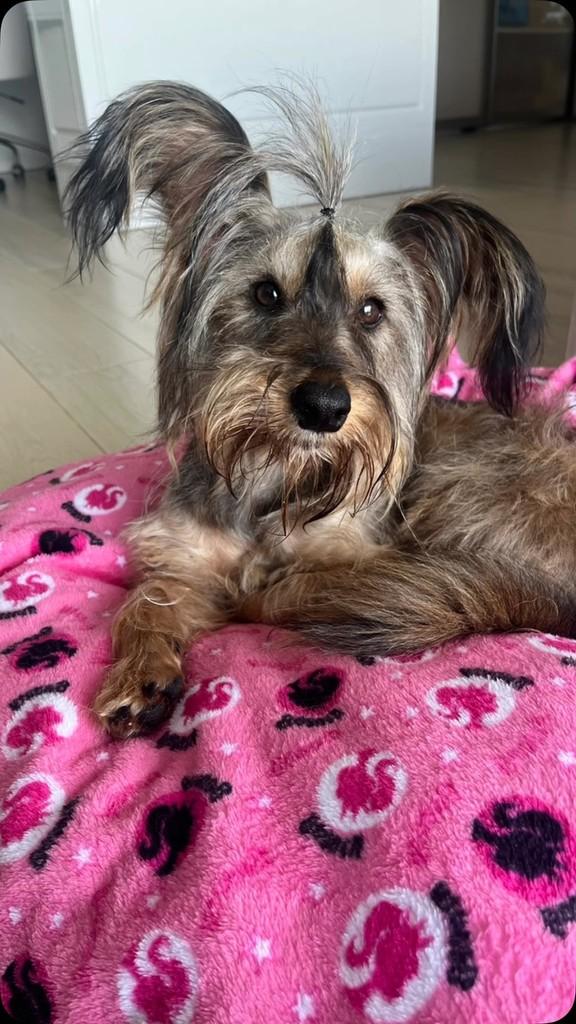 Belinha, cadela de porte pequeno para adoção em Passo Fundo - RS