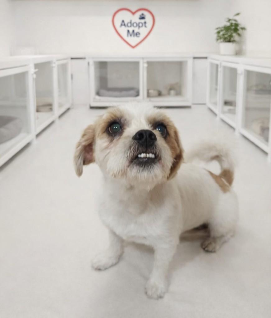 Duque, cachorro de porte pequeno para adoção em São Sebastião do Caí - RS