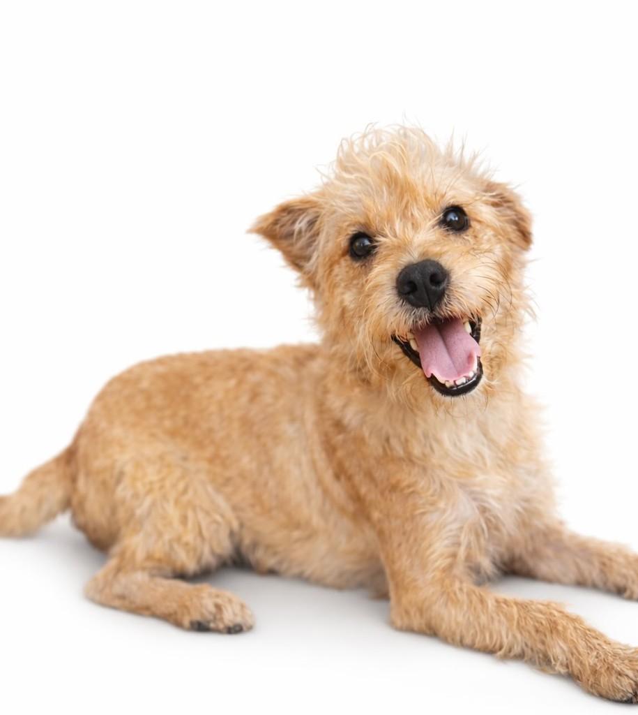 Ferrugem, cachorro de porte pequeno para adoção em São Sebastião do Caí - RS