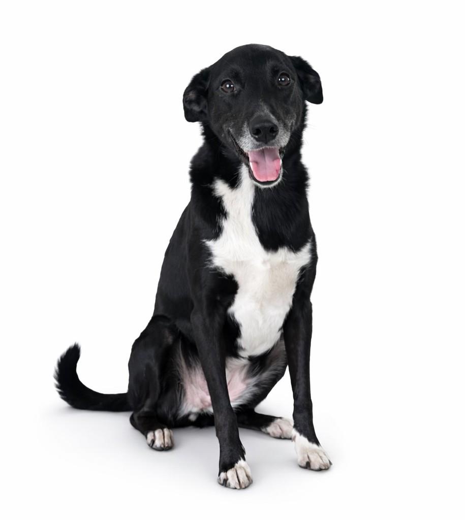 Lola, cachorro de porte médio para adoção em São Sebastião do Caí - RS
